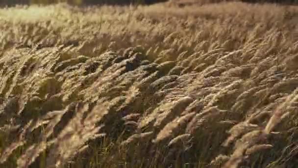 황금 깃털 잔디 흔들리는의 필드입니다. 자연 풍경입니다. 평화로운 장면 — 비디오