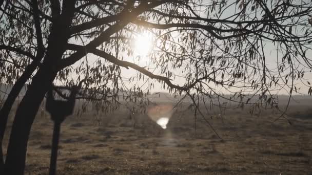 Vroeg in de ochtendzon opkomt door bomen bij zonsopgang of zonsondergang — Stockvideo