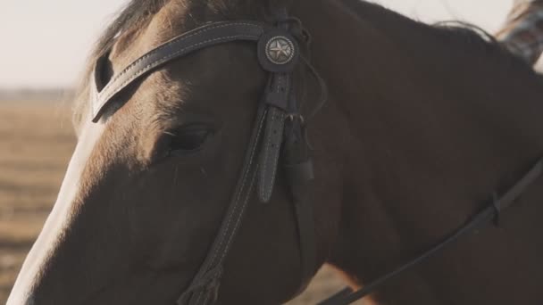 Primo piano di occhi di cavallo da corsa purosangue in slow-mo. Occhi di bel cavallo — Video Stock