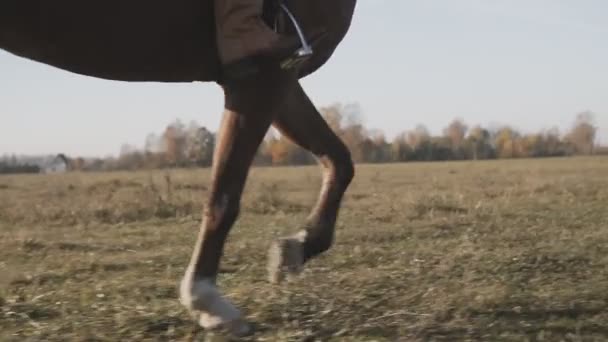 Beautiful woman riding brown horse in field. View of horses legs — Stock Video