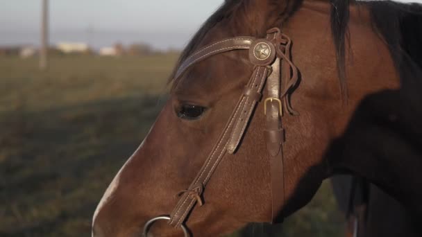 Vackra kraftfulla mörk brun häst betesgång på stora ängen fält på morgonen — Stockvideo