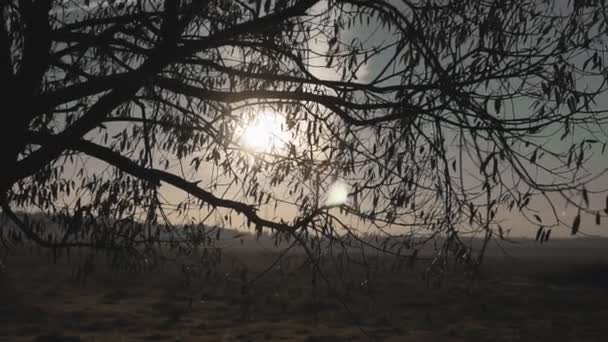 El sol de la madrugada sale a través de los árboles al amanecer o al atardecer — Vídeos de Stock