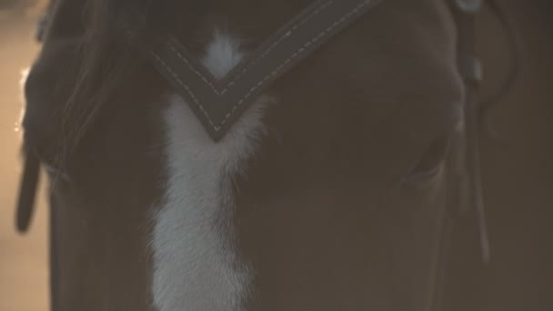 Ekstremalnych bliska oczy rasowy wyścigów konnych w zwolnionym tempie. Oczy konia — Wideo stockowe
