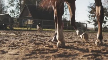 Kahverengi at yavaş hareket açık havada bacaklar