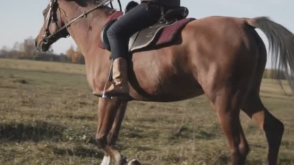 Красива жінка, що катається на конях у полі. Молода пастушка на коричневому коні на відкритому повітрі — стокове відео