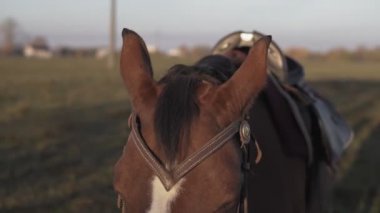 Çayır sahada gündoğumu sabah otlatılması güzel koyu kahverengi aygır at