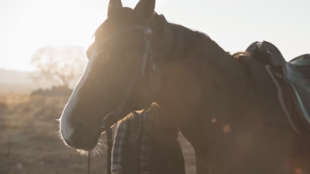 Молодая блондинка с длинными волосами в ковбойской шляпе гладит и обнимает лошадь — стоковое видео