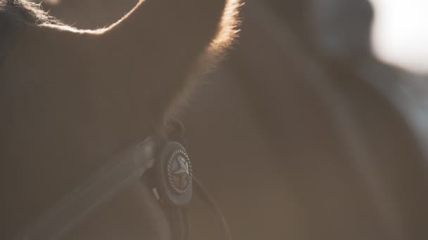 纯种赛马的眼睛在慢动作中的极端特写镜头。马的眼睛 — 图库视频影像