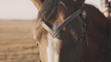 Genç kadın üzerinde oturan ve atlar Yeller Caresses ile at yüzü yakın