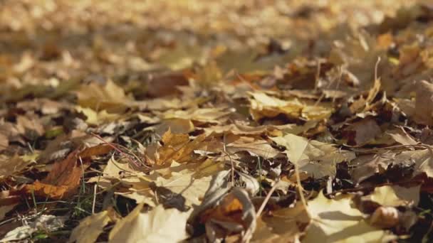 Herfst Bladeren Grond Close Upweergave Van Loof — Stockvideo