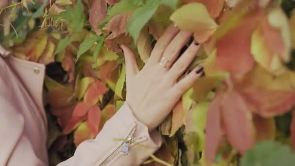 Крупный План Руки Касающийся Красивых Осенних Листьев Замедленной Съемке — стоковое видео