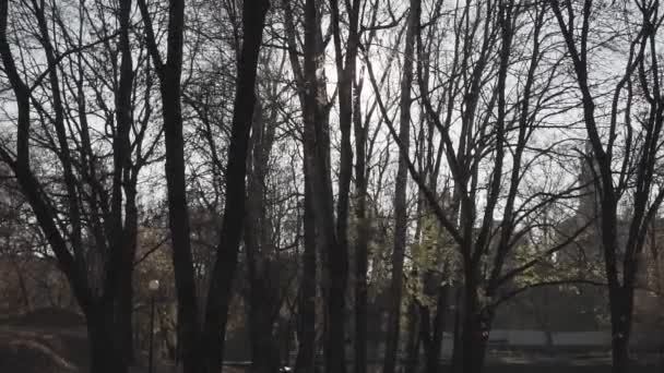 Sole Del Mattino Presto Sorge Tra Gli Alberi All Alba — Video Stock