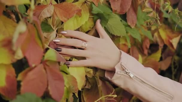 Закрыть Руки Женщины Касаясь Желтой Листвы Открытом Воздухе Замедленной Съемке — стоковое видео