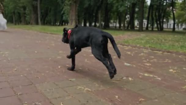 所有者に走る美しい黒いラブラドール 赤い蝶ネクタイを持つ面白い犬 スローモーションで低角ショット 犬と楽しんで新郎新婦 — ストック動画