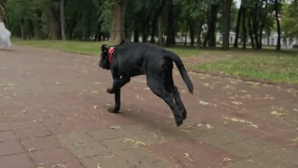 Krásný Černý Labrador Který Běží Majitelům Legrační Pes Červeným Motýlka — Stock video