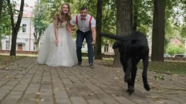 Güzel siyah labrador sahipleri için çalışan. Düşük açı yavaş hareket içinde vurdu. Kırmızı Bowtie ile komik köpek. Gelin ve kocası köpek ile eğlenmek