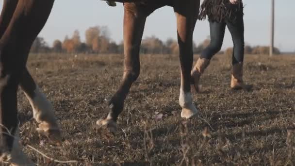 Jong Meisje Nemen Lopen Haar Donker Paard Door Teugels Zonsopgang — Stockvideo