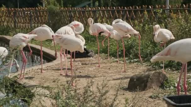 Κοπάδι Ροζ Φλαμίνγκο Στέκονται Στο Έδαφος Ομάδα Του Φλαμίνγκο Πουλί — Αρχείο Βίντεο