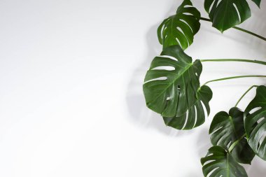 Monstera ya da Palm Leaves Yaz Minimum Beyaz Arkaplan. Metin için boşluk. Tropikal Çiçek ile eş uzay. Beyaz Duvarda Yeşil Yaprak