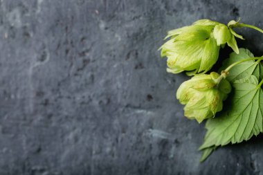 Koyu dokunun üzerinde yeşil taze zıplamalar
