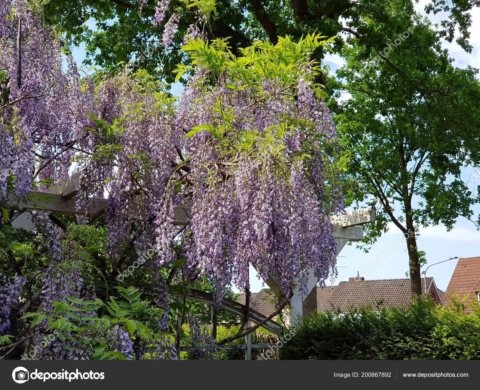Beautiful Hanging Purple Flower German Garden Europe Summer Day — Stock