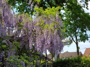 Alman Bahçe Avrupa yaz günü güzel asılı Mor çiçek