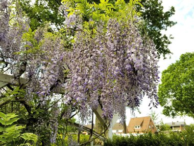 Alman Bahçe Avrupa yaz günü güzel asılı Mor çiçek