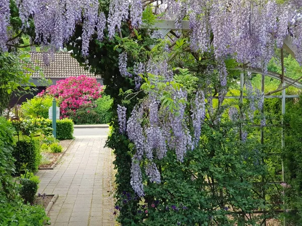 Alman Bahçe Avrupa yaz günü güzel asılı Mor çiçek