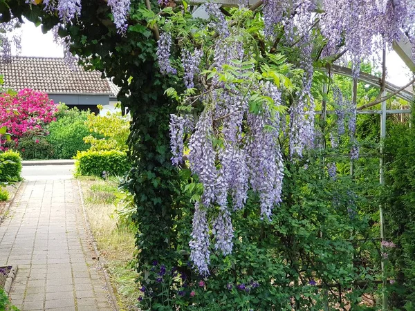 Alman Bahçe Avrupa yaz günü güzel asılı Mor çiçek