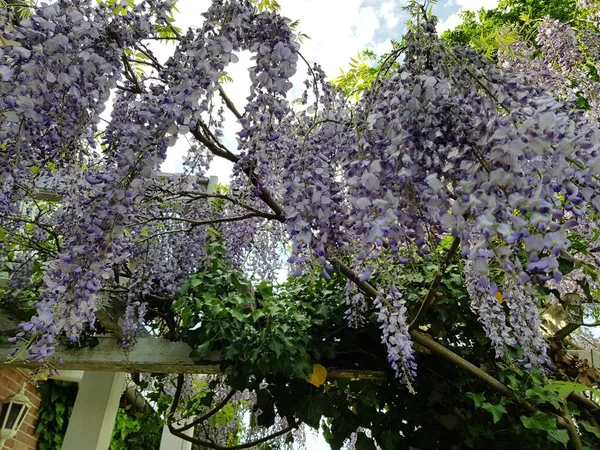 Alman Bahçe Avrupa yaz günü güzel asılı Mor çiçek
