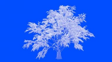 mimari kullanım için izole tel kafes olarak bir döngü ağaç animasyon 3D render