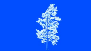 mimari kullanım için izole tel kafes olarak bir döngü ağaç animasyon 3D render