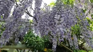 güzel bir Alman Bahçe Avrupa'nın mor çiçek asılı