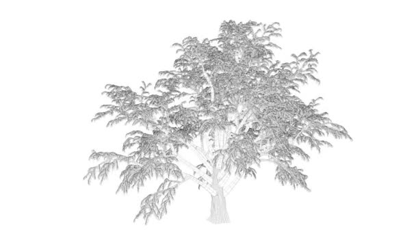 Rendering Animazione Albero Anello Come Wireframe Isolato Uso Architettonico — Video Stock