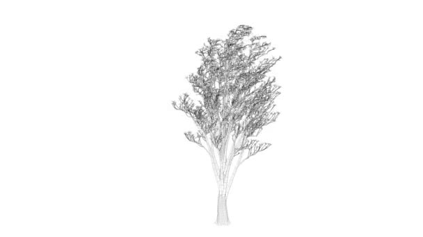 Rendering Animazione Albero Anello Come Wireframe Isolato Uso Architettonico — Video Stock