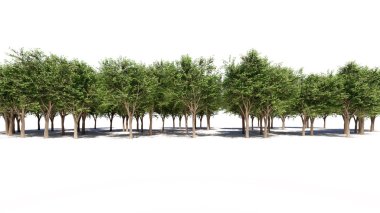 bitkiler üzerinde beyaz izole architectrural arka plan kullanmak için ham bir grup 3D render