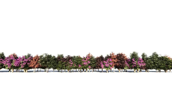 Rendering Einer Gruppe Von Bäumen Für Den Architektonischen Hintergrund Isoliert — Stockfoto