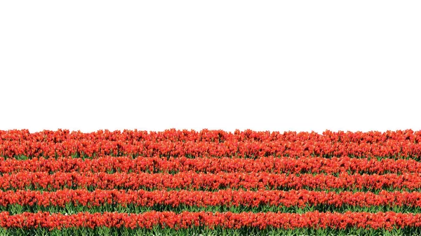 Rendering Von Blumenreihen Isoliert Auf Weißem Hintergrund Für Architektonische Zwecke — Stockfoto