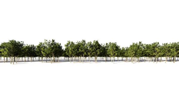 Rendering Group Plants Raw Architectrural Background Use Isolated White — Stock Photo, Image