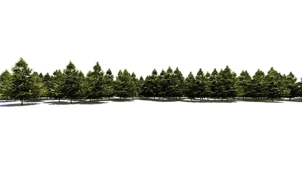 白い背景に分離した Architectrural バック グラウンド用植物行の レンダリング — ストック写真
