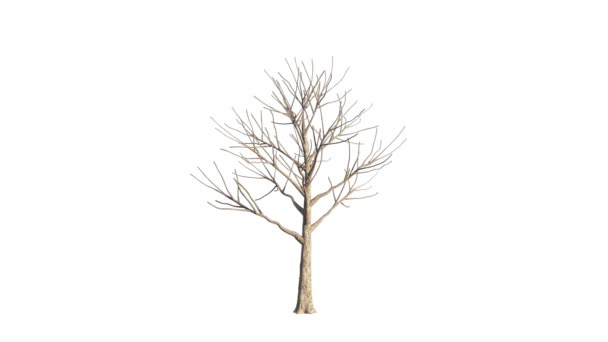 成長する木の3Dレンダリング — ストック動画