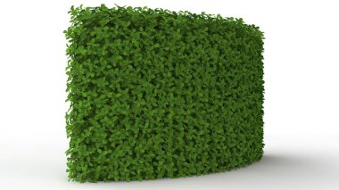 beyaz bir arka plan üzerinde izole bir yeşil bitki 3D render