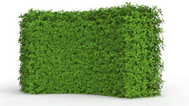 beyaz bir arka plan üzerinde izole bir yeşil bitki 3D render