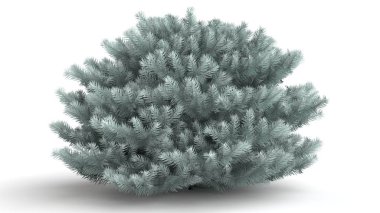 beyaz bir arka plan üzerinde izole bir yeşil bitki 3D render