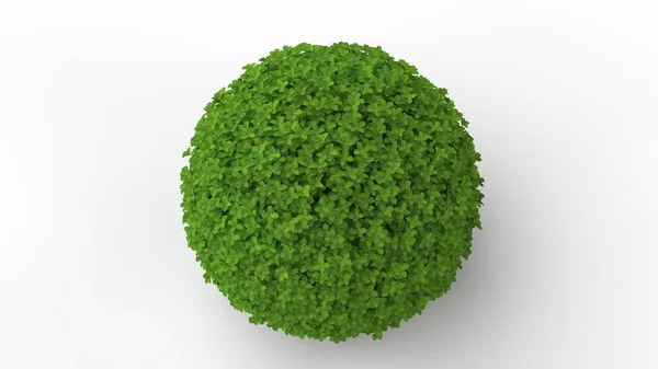 Darstellung Einer Grünen Pflanze Isoliert Auf Weißem Hintergrund — Stockfoto