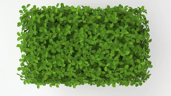 Weergave Van Een Groene Plant Geïsoleerd Een Witte Achtergrond — Stockfoto
