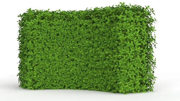 白い背景に分離された緑の植物の レンダリング — ストック写真