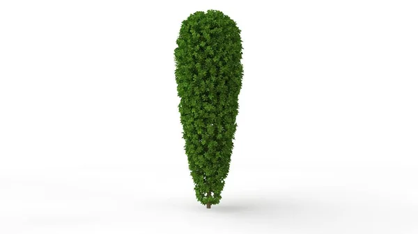 Weergave Van Een Groene Plant Geïsoleerd Een Witte Achtergrond — Stockfoto