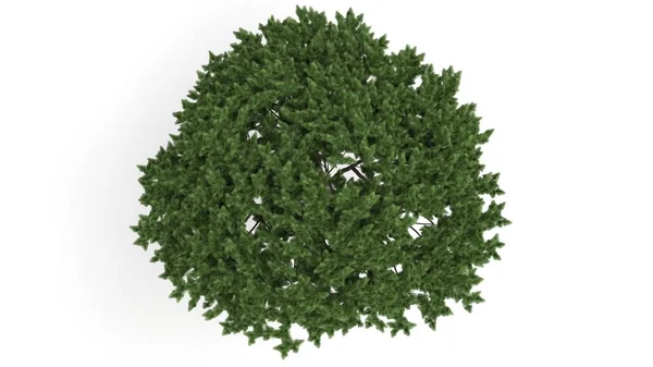 Vykreslování Zelené Rostliny Izolovaných Bílém Pozadí — Stock fotografie
