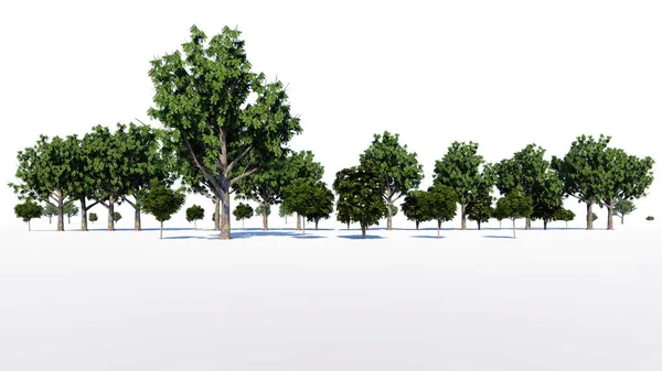 Renderowania Grupy Drzewo Surowe Dla Architectrural Tło Użyj Białym Tle — Zdjęcie stockowe
